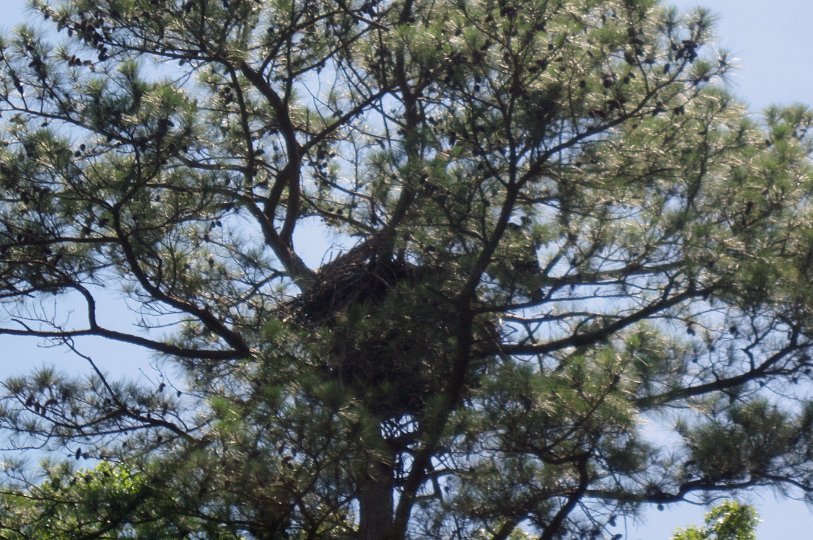 20130622_1307_Bald Eagle Nest